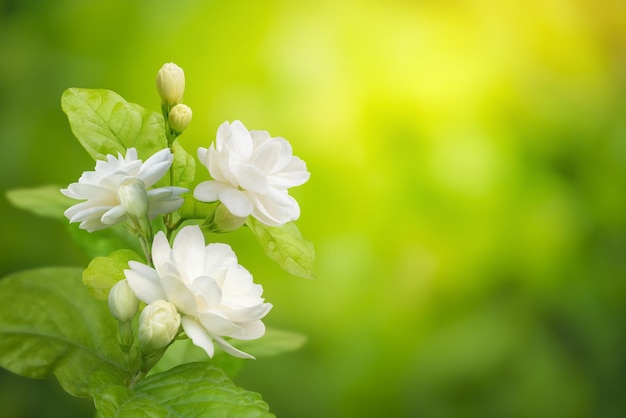 Fleur de jasmin sur fond vert feuille floue avec espace de copie et symbole de chemin de détourage de la fête des mères en thaïlande