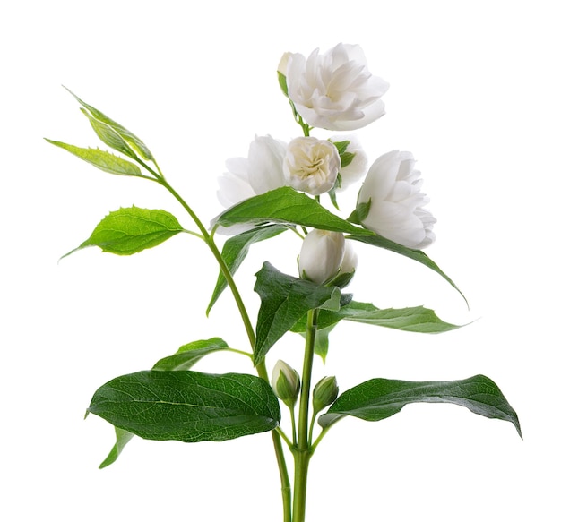 Fleur de jasmin isolé sur fond blanc Branche de fleurs de jasmin éponge blanc