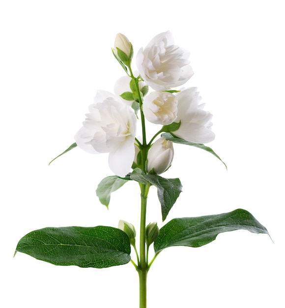 Fleur de jasmin isolé sur fond blanc Branche de fleurs de jasmin éponge blanc