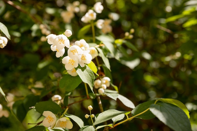 Fleur de jasmin poussant sur le buisson dans le jardin