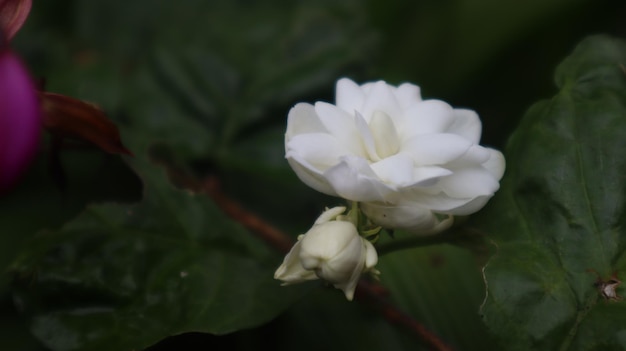 fleur de jasmin qui fleurit pendant la saison des pluies