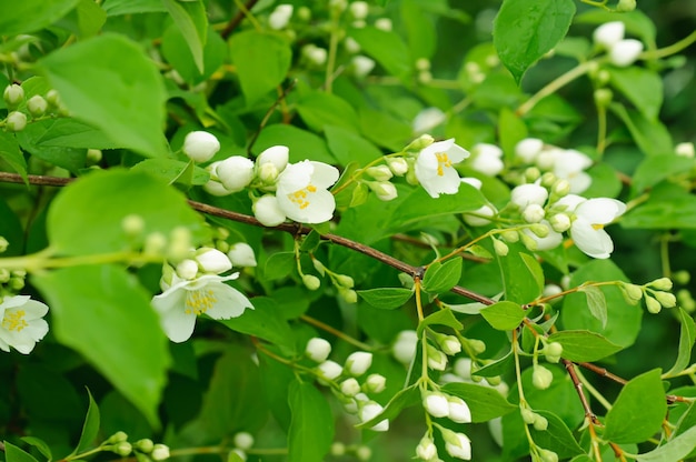 Fleur de jasmin qui pousse sur le buisson dans le jardin