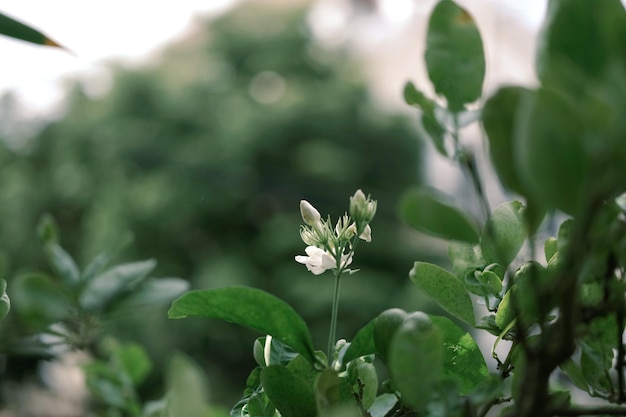 Fleur de jasmin symbole de la fête des mères en Thaïlande espace pour le texte