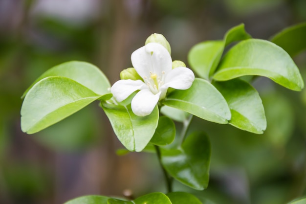 Fleur de jasmin