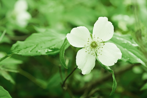 fleur de jasmin