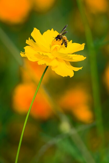 Fleur jaune avec une abeille.