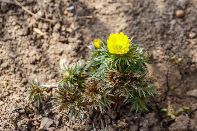 Fleur jaune d'adonis dans le jardin au printemps