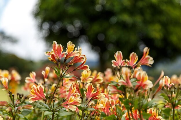 Fleur jaune d'Alstroemeria lis péruvien