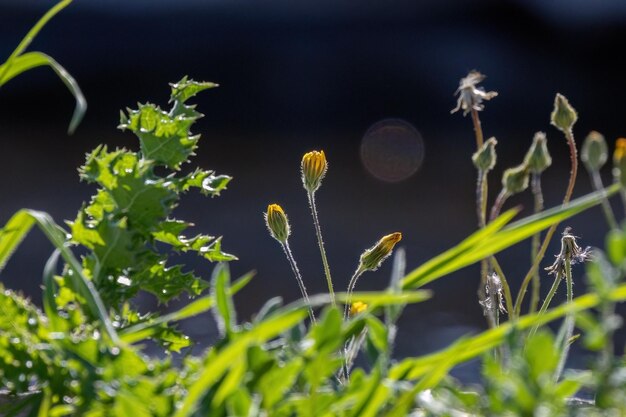 Fleur jaune en arrière-plan de mauvaise humeur pour le papier peint