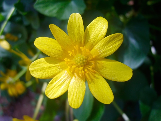 Fleur jaune au feuillage vert photo