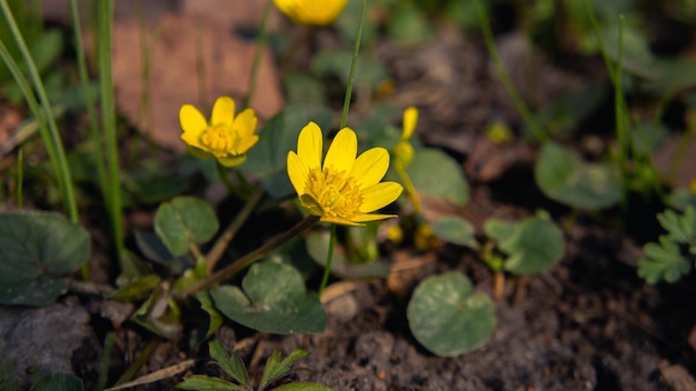 Fleur jaune au sol