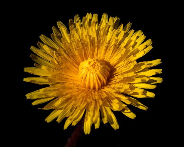 fleur jaune avant