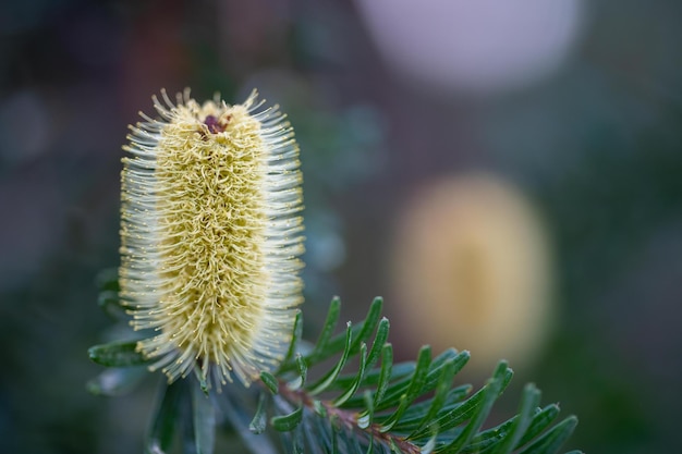 Fleur jaune de Banksia en tasmanie australie en été