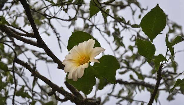 une fleur jaune et blanche