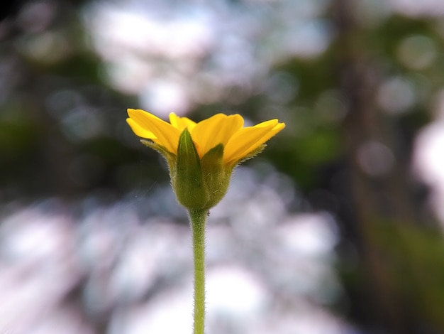 Fleur jaune et bokeh