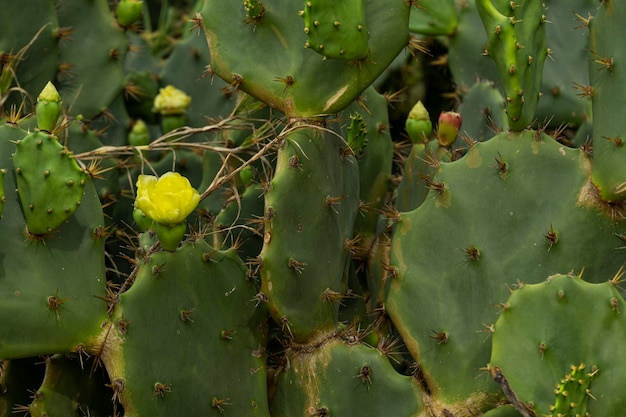 Fleur jaune sur cactus en journée ensoleillée