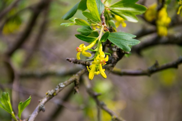 Fleur jaune de cassis dans le jardin