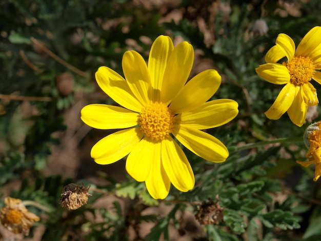 Une fleur jaune avec un centre jaune est dans un champ.