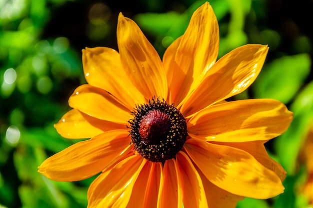 Une fleur jaune avec un centre noir et un centre noir.