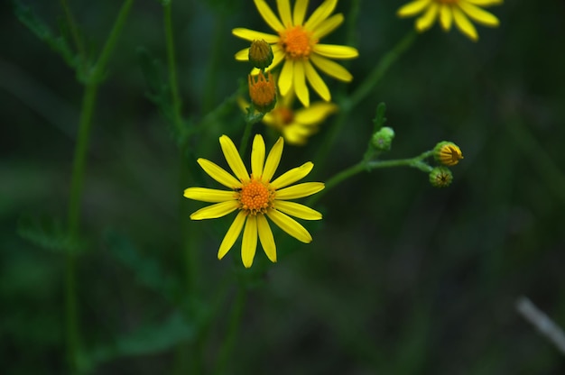 Photo une fleur jaune avec un centre vert est au centre de l'image.