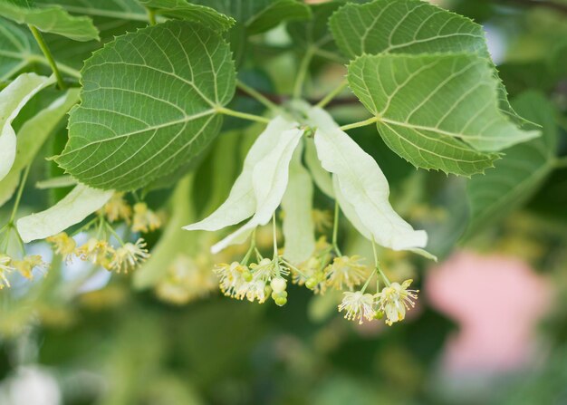 Fleur jaune citron vert de l'arbre Tilia cordata 3