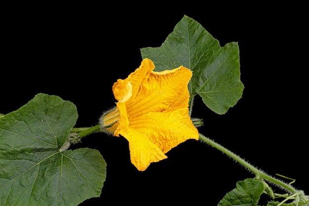 Fleur jaune de citrouille isolée sur fond noir