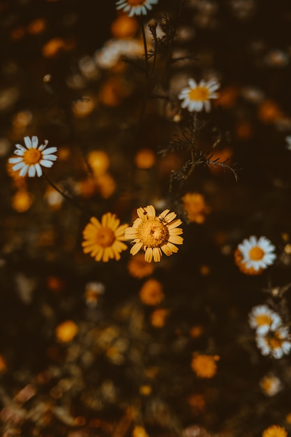 Fleur jaune et colorée