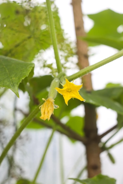 Fleur jaune d'un concombre en serre se bouchent.