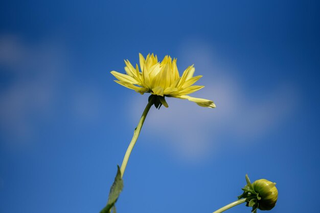 Fleur jaune contre le ciel bleu