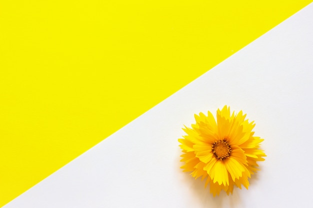 Une fleur jaune de Coreopsis sur fond de papier blanc et jaune Style minimal Espace copie