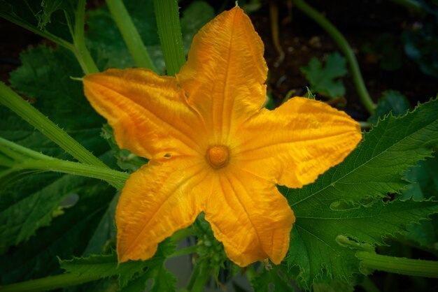 Fleur jaune de courgette dans le verger