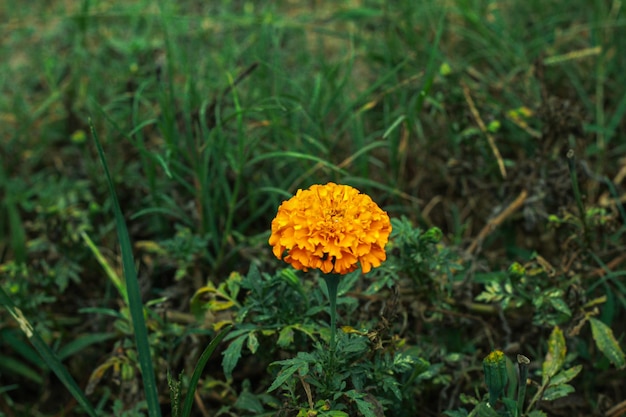 Une fleur jaune dans un champ