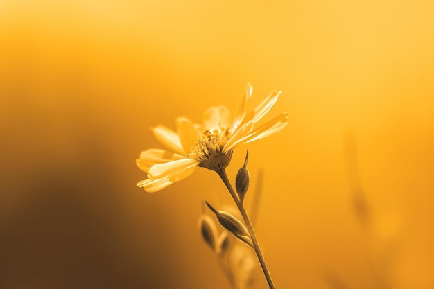 Une fleur jaune dans un champ