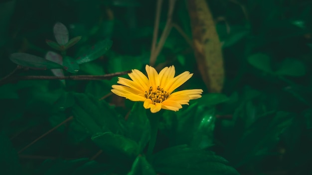 Une fleur jaune dans l'herbe verte