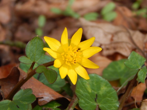 Une fleur jaune dans l'herbe