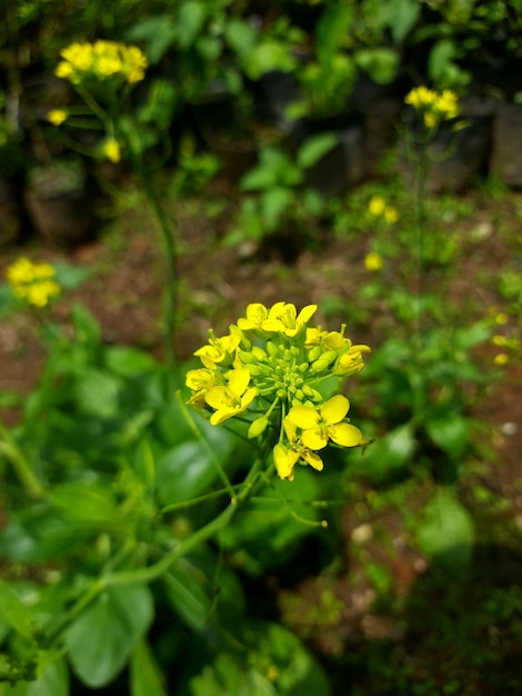 Photo une fleur jaune dans un jardin avec un mur de pierre derrière elle.