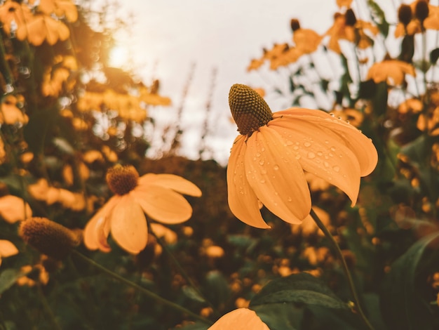 Photo fleur jaune dans le jardin avec ton vintage