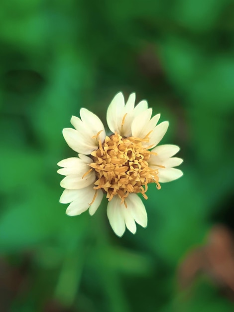 Fleur jaune dans le jardin