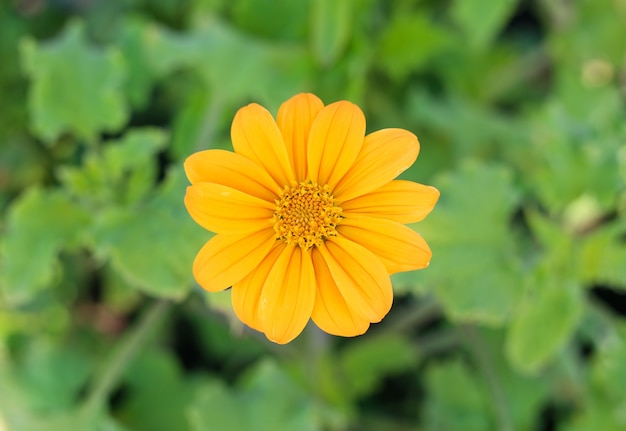 fleur jaune dans le jardin