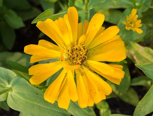 fleur jaune dans le jardin