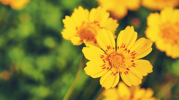 Fleur jaune dans le jardin.