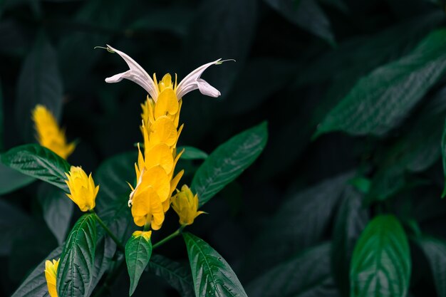 fleur jaune dans le jardin