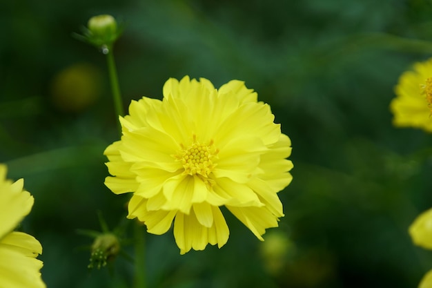 Fleur jaune dans le jardin