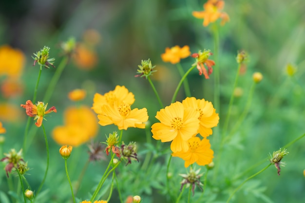 Fleur jaune dans le jardin