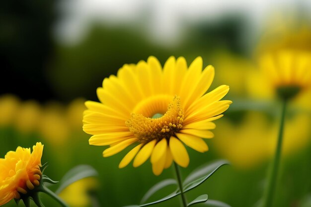 fleur jaune dans le jardin