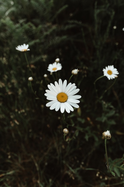 Fleur jaune en détail vue de dessus gros plan