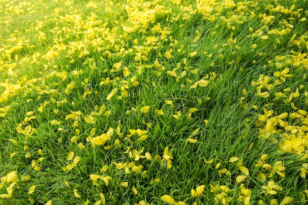 La fleur jaune dorée tombe sur le vert
