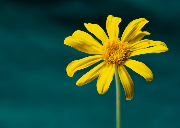 Fleur jaune de l'espèce arnica fond vert