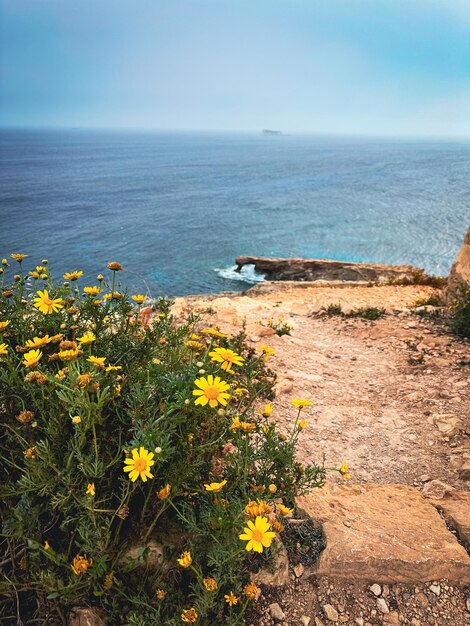 une fleur jaune est sur une falaise surplombant l'océan