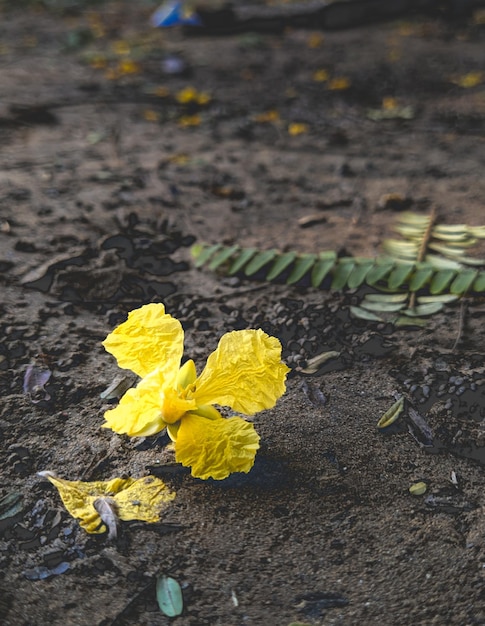 Photo une fleur jaune est sur le sol avec des feuilles dessus.